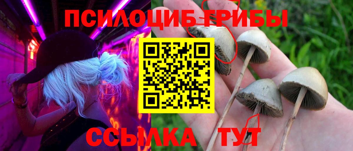 Галлюциногенные грибы Psilocybine cubensis Самара